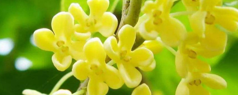 桂花树如何过冬天 桂花树怎样越冬