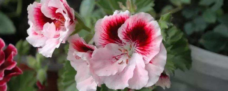 天竺葵摘心摘的是什么地方（夏季天竺葵开花要摘吗）