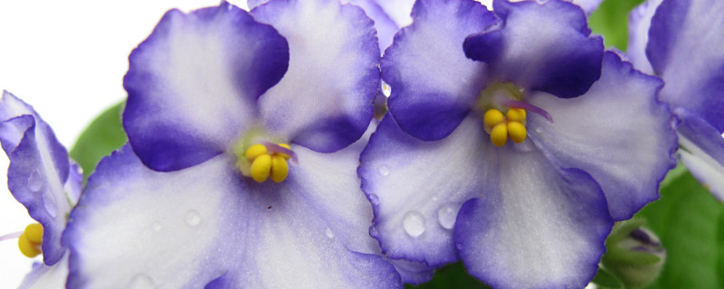 紫罗兰怎么浇水 紫罗兰如何浇水