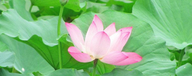 荷花叶黑边是怎么回事 荷叶黑边了怎么办