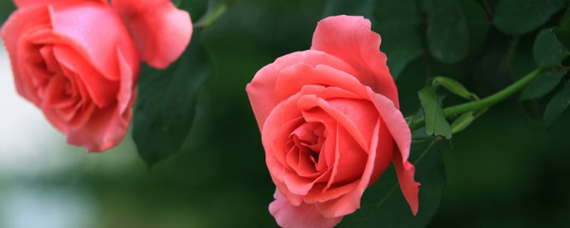 月季怕晒太阳吗（月季怕不怕晒）