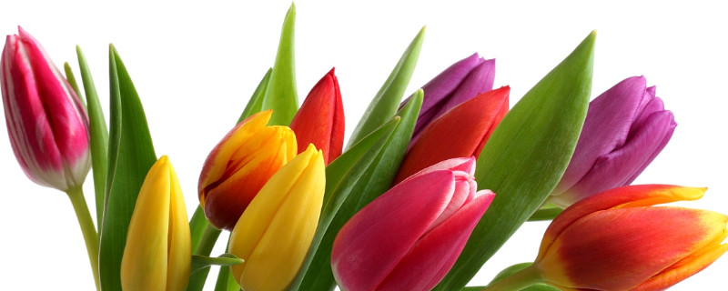 郁金香能在北方户外种吗 郁金香能在北方养殖吗