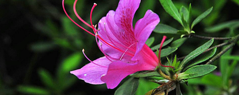 杜鹃花冬天可以放在外面吗 杜鹃花冬天能不能放在外面