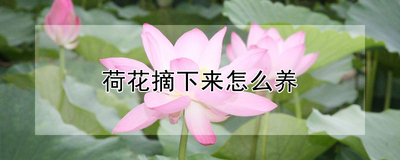 荷花摘下来怎么养 摘掉的荷花怎么养