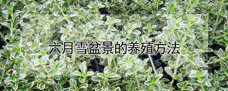 六月雪盆景的养殖方法 金边六月雪盆景的养殖方法