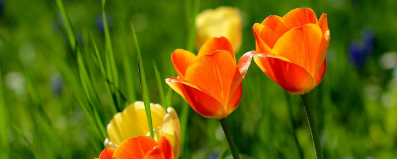 郁金香叶子发黄还能救活吗（郁金香开花过后叶子黄了怎么办）