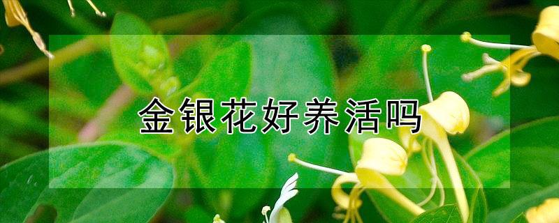 金银花好养活吗（金银花家养好吗）