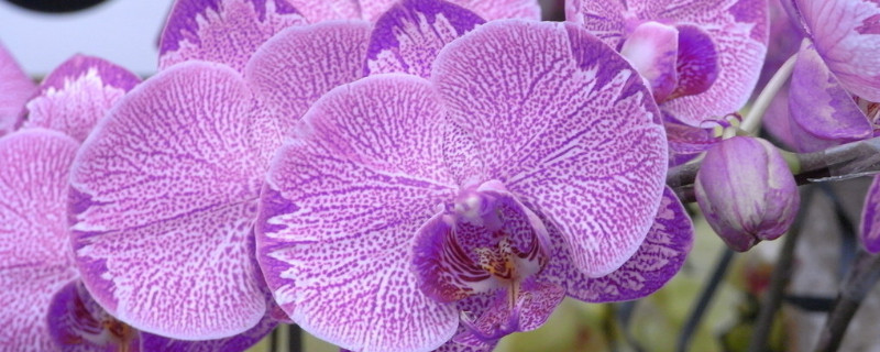 蝴蝶兰的根长出来怎么办 蝴蝶兰的根长出来了怎么办