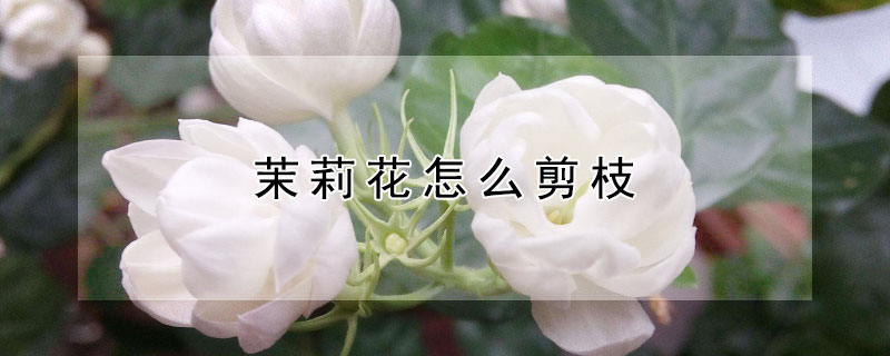 茉莉花怎么剪枝 茉莉花怎么剪枝好