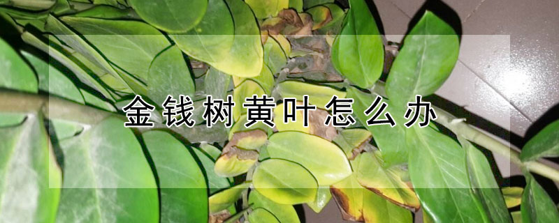 金钱树黄叶怎么办（金钱树黄叶怎么办 针对发黄颜色各个解决）