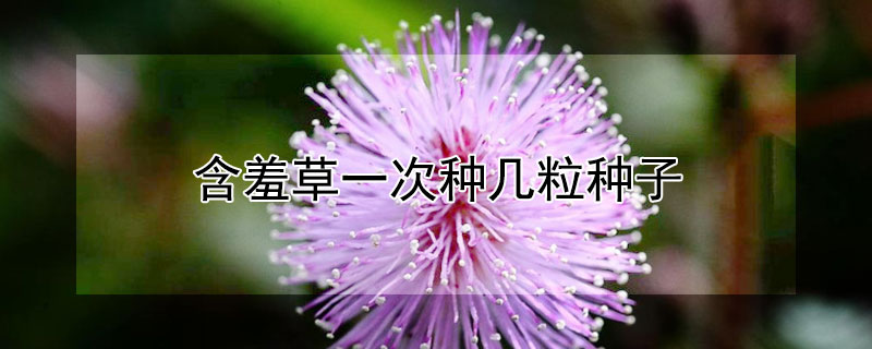 含羞草一次种几粒种子 含羞草的种子有多大