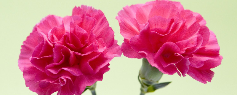 康乃馨冬天怎么过冬 康乃馨如何过冬天