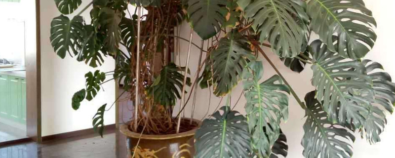 适合放客厅的大盆绿植 适合放客厅的大盆绿植摇钱树