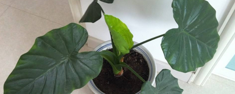 滴水莲花有毒吗 滴水莲花有毒吗?