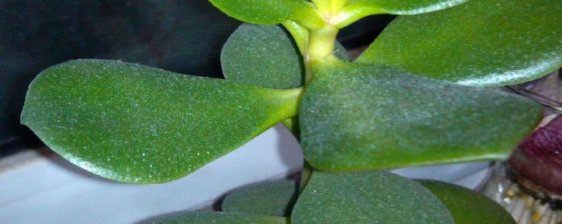 玉树是燕子掌吗 玉树就是燕子掌吗?