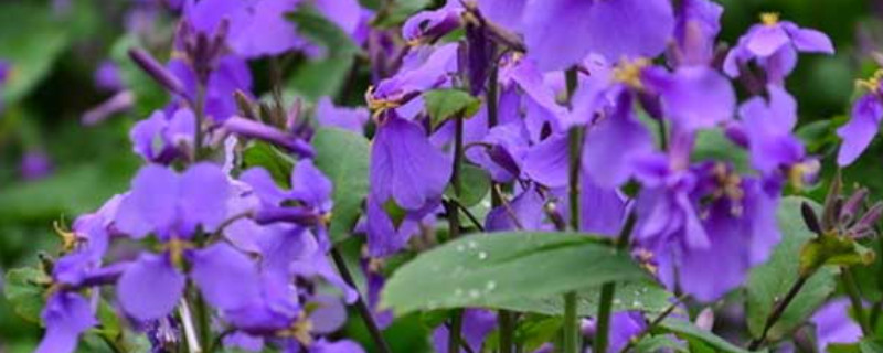 紫罗兰没根可以水养吗(紫罗兰没有根可以水养吗)