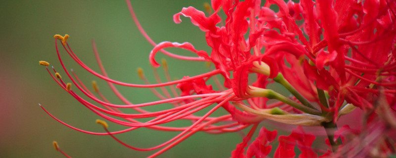 彼岸花叶子发白怎么回事（白色彼岸花叶子）
