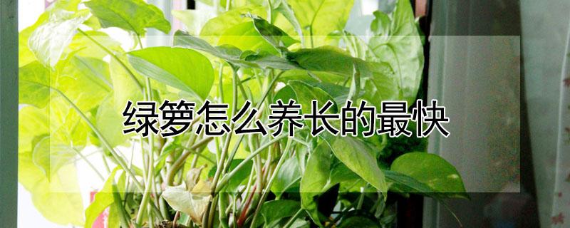 绿箩怎么养长的最快（绿萝怎么养长得好）