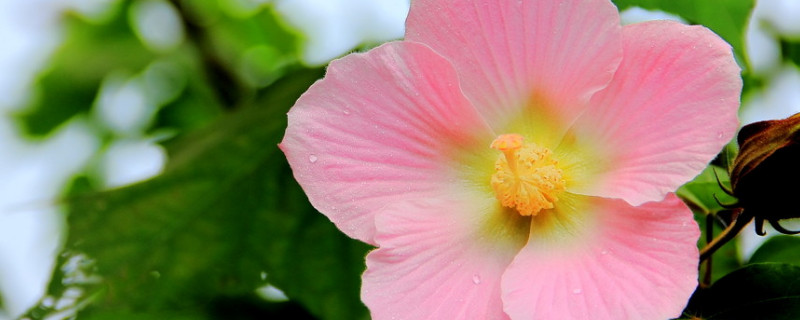 芙蓉花栽培与管理方法（芙蓉花养护方法）