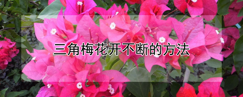 三角梅花开不断的方法 如何让三角梅开更多的花