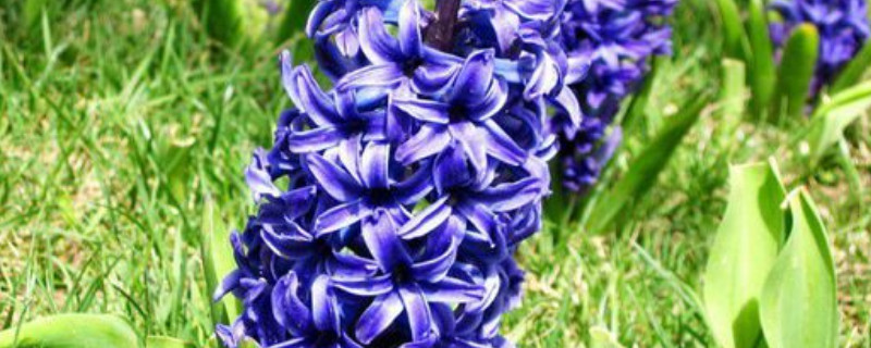 风信子一年能开几次花 风信子花一年开几次花