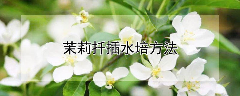 茉莉扦插水培方法 茉莉用水扦插繁殖方法