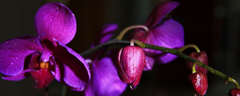 蝴蝶兰发芽后怎么护理 蝴蝶兰新芽出来了该怎么养护