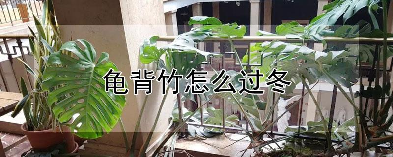 龟背竹怎么过冬（龟背竹怎么越冬）