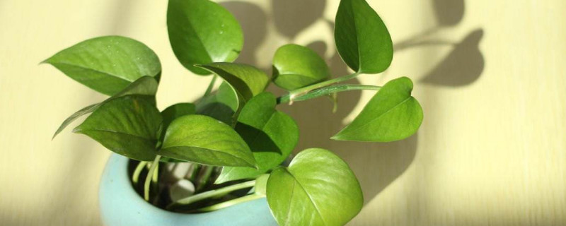 绿萝一个月不浇水会死吗（绿萝一个月没浇水）