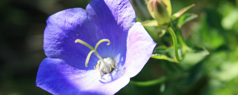 紫罗兰花怎么养（紫罗兰花怎么养家庭养法）