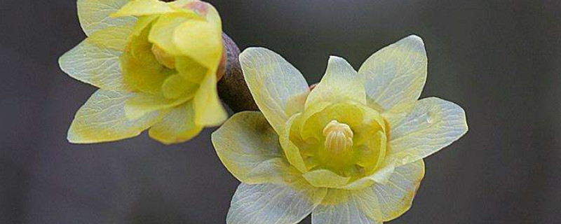 耐寒耐旱的花卉有哪些(较耐寒的花卉)