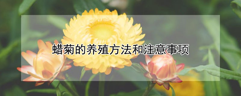 蜡菊的养殖方法和注意事项 蜡菊花期养殖方法