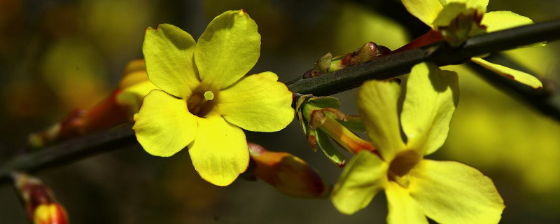 迎春花可以叶扦吗 迎春花主干可以扦插吗