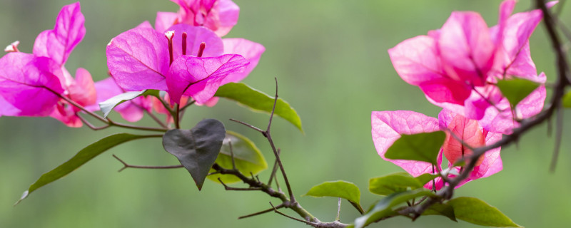 三角梅叶子卷曲发黄的原因 三角梅叶子焦黄
