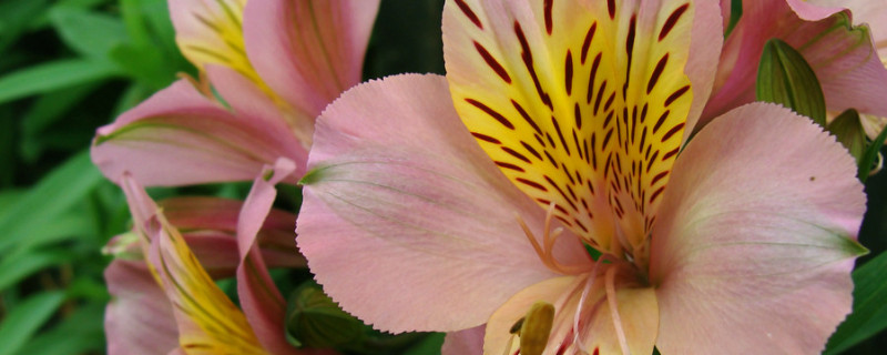 香水百合种植方法 香水百合种植方法和注意事项