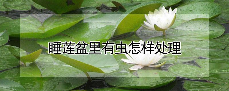 睡莲盆里有虫怎样处理 睡莲盆里有红色虫子怎样处理