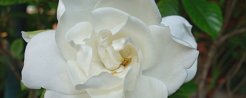 栀子花夏天可以暴晒吗 栀子花夏天能暴晒吗