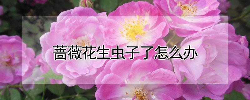 蔷薇花生虫子了怎么办 蔷薇花生蜜虫怎么办