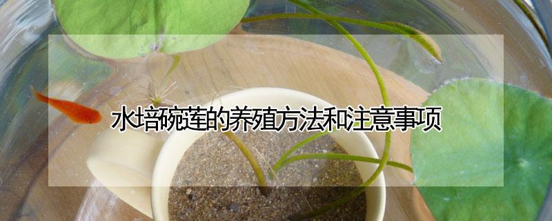 水培碗莲的养殖方法和注意事项 碗莲的养殖方法水培