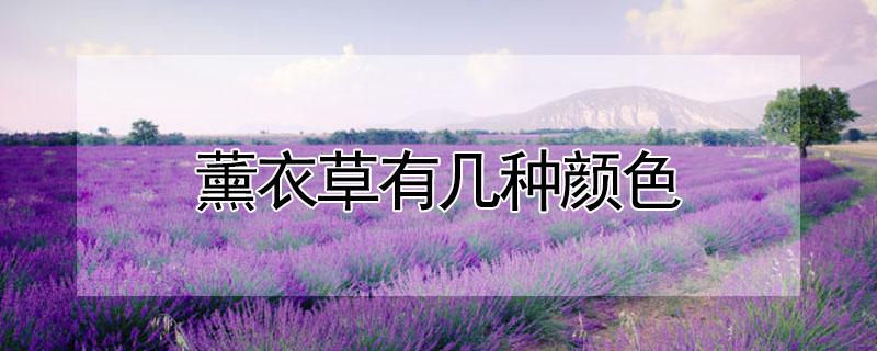 薰衣草有几种颜色 薰衣草有几种花色