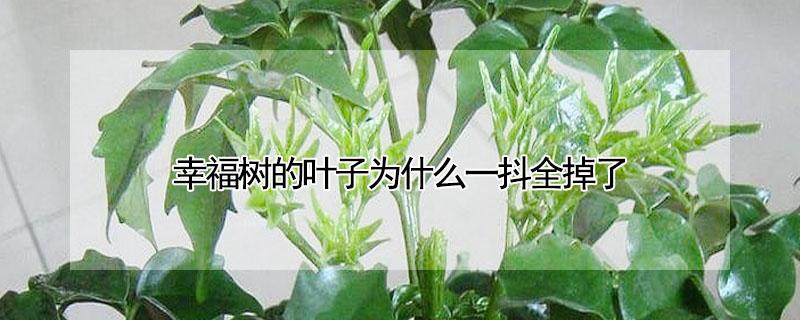 幸福树的叶子为什么一抖全掉了 幸福树掉叶子干了是怎么回事