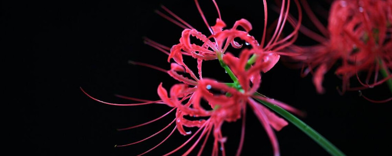 彼岸花是什么花 彼岸花是什么花语