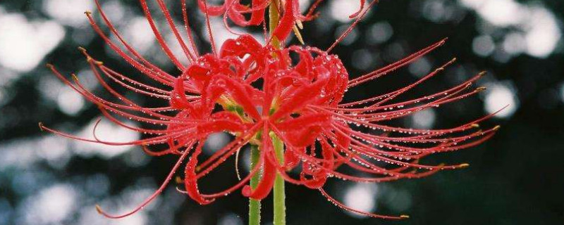 没有根的彼岸花还能救活吗 彼岸花没有根可以种在土里吗