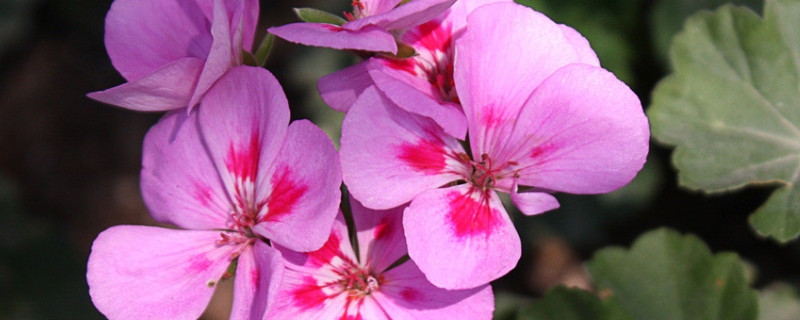 紫罗兰烂叶怎么办（紫罗兰花烂根怎么处理）