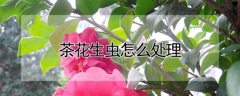 茶花生虫怎么处理（怎样防止花茶生虫）