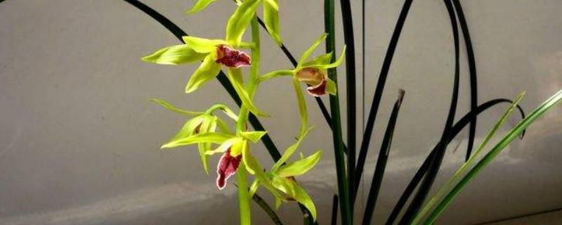 蕙兰的养殖方法和注意事项（大花蕙兰的养殖方法和注意事项）