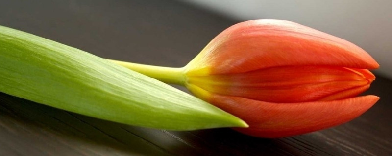 郁金香夏天怎么养 郁金香适合在哪里养