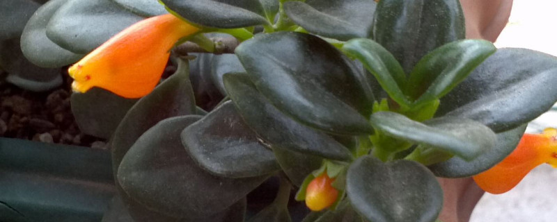 金鱼吊兰叶子有黄斑怎么办 金鱼吊兰的叶片上有黄斑怎么办