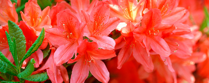 水培杜鹃花怎么养家庭养法 杜鹃花怎么养