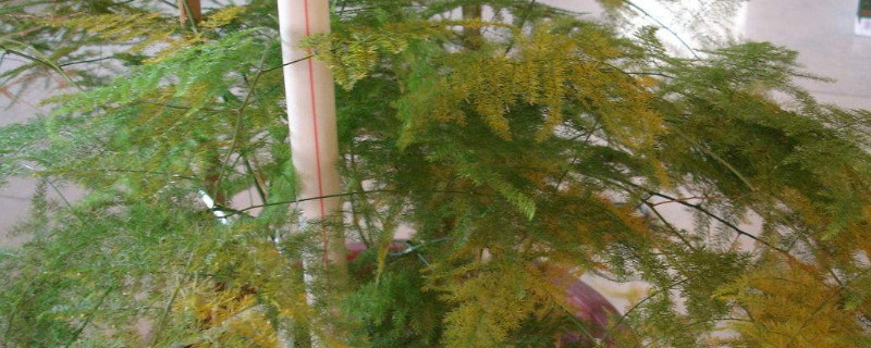 文竹为什么要浇白糖水 文竹要用白糖水浇吗